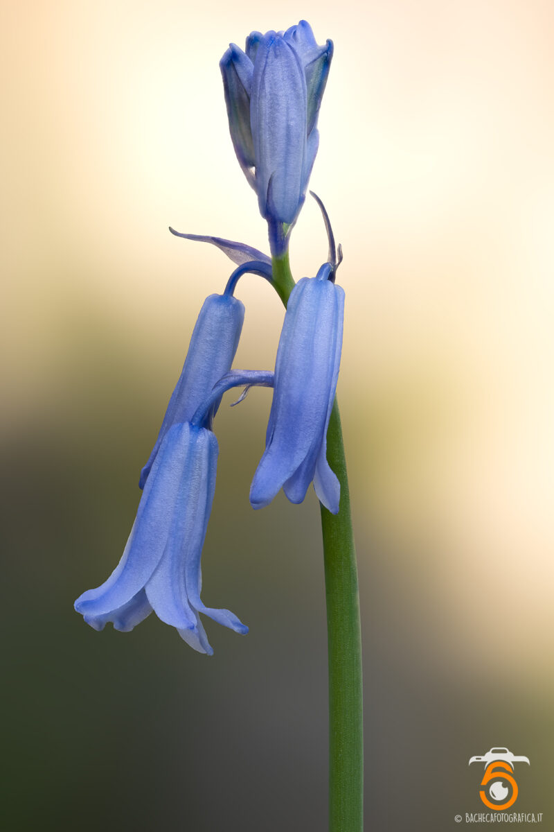 Fiori & Piante