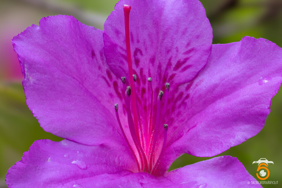 Foto Macro