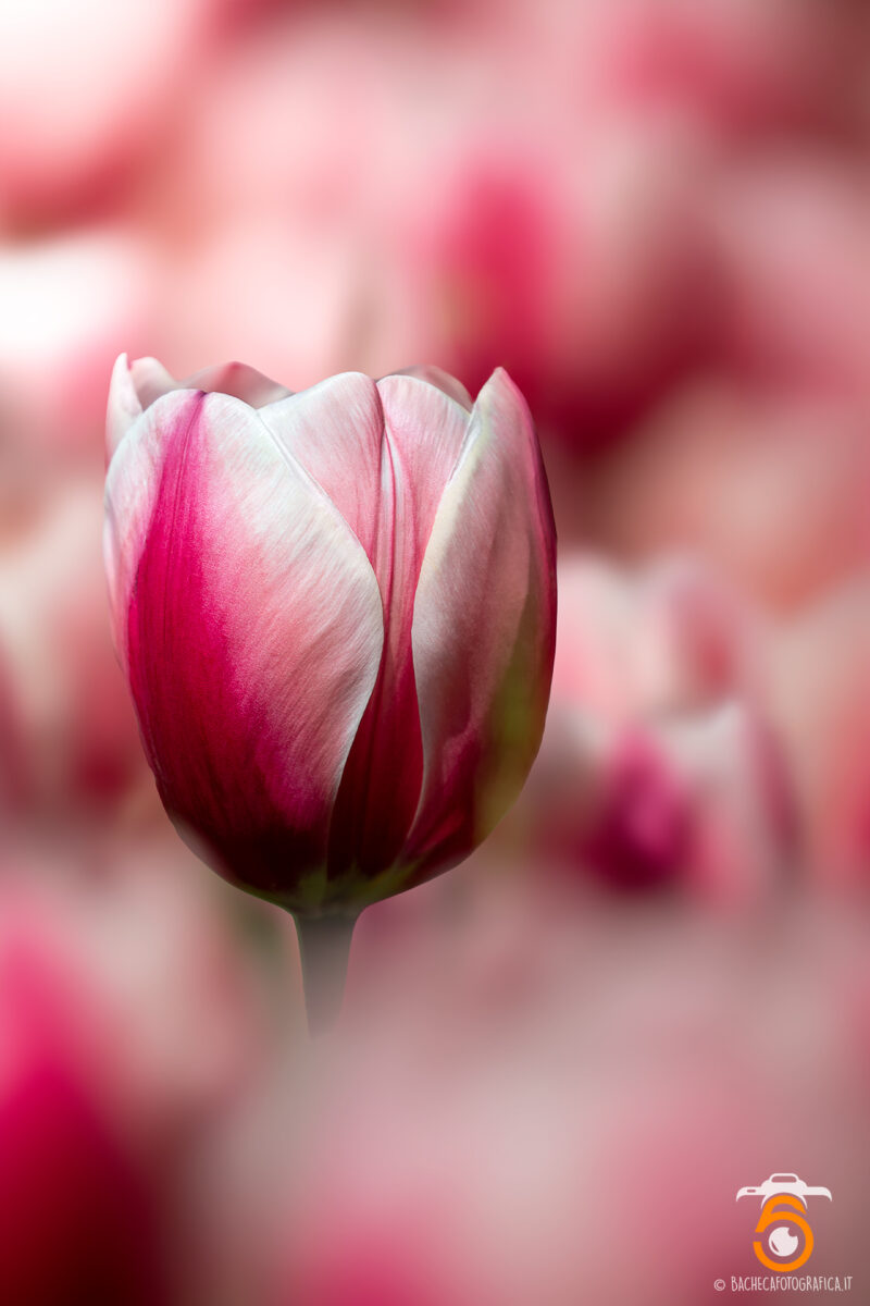 Tulipani & Narcisi