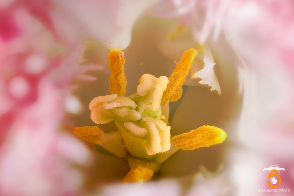Tulipani & Narcisi